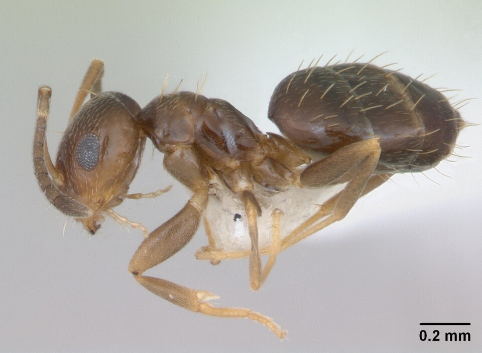 Photo of Dark rover ant
