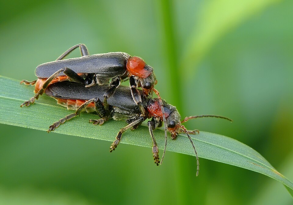 Photo of Dark sailor beetle
