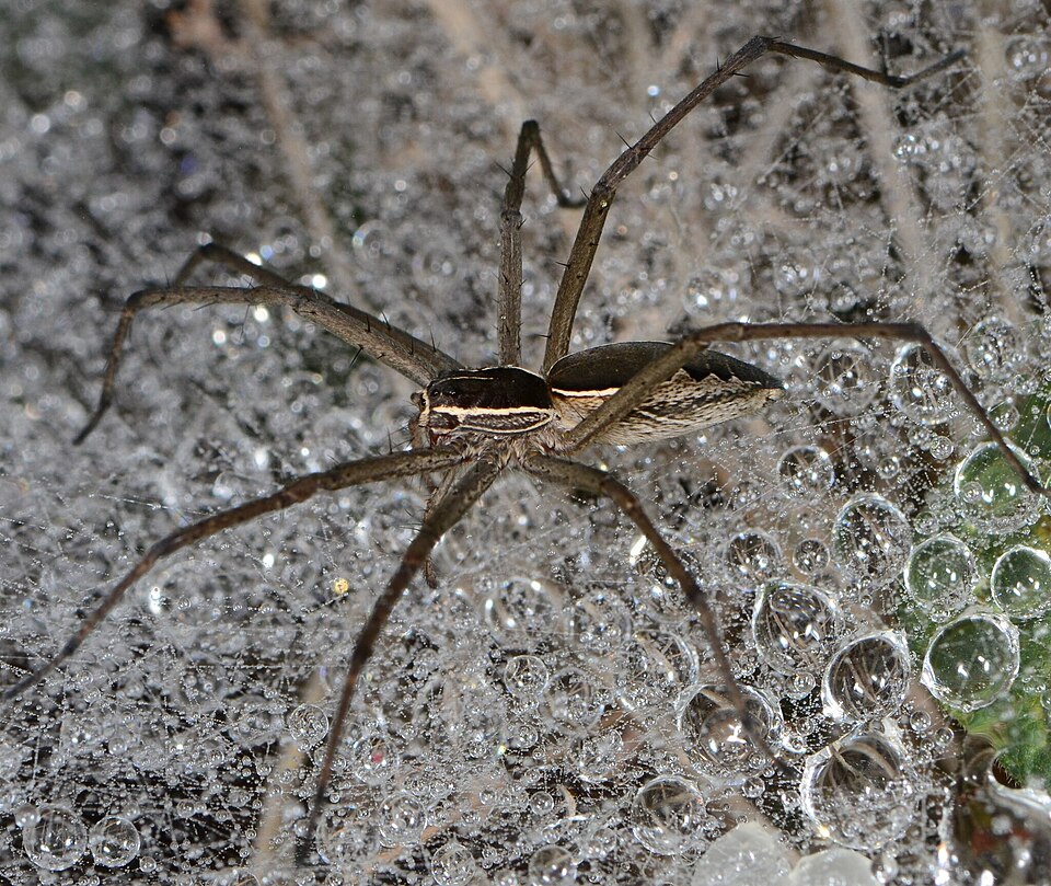 Photo of Dark sheetwebber