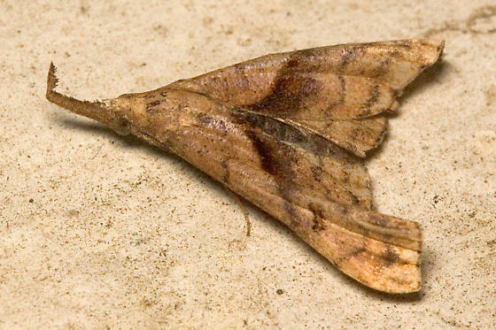 Photo of Dark-spotted palthis moth