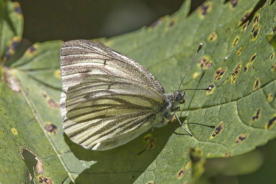 Photo of Dark-veined white