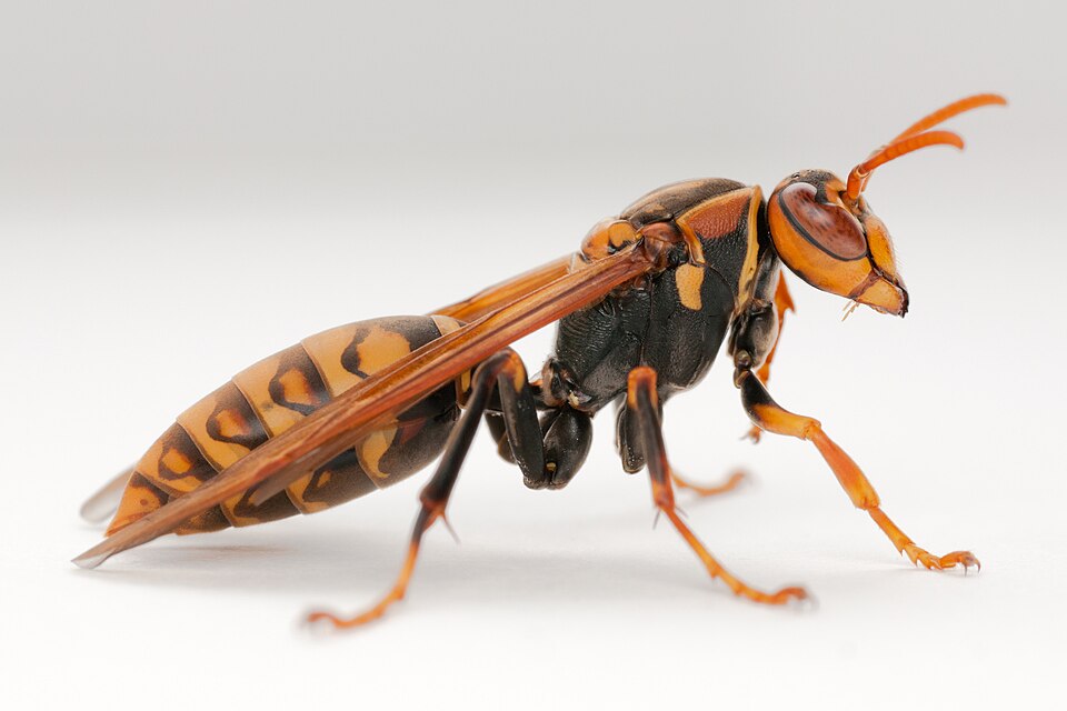 Photo of Dark-waisted paper wasp