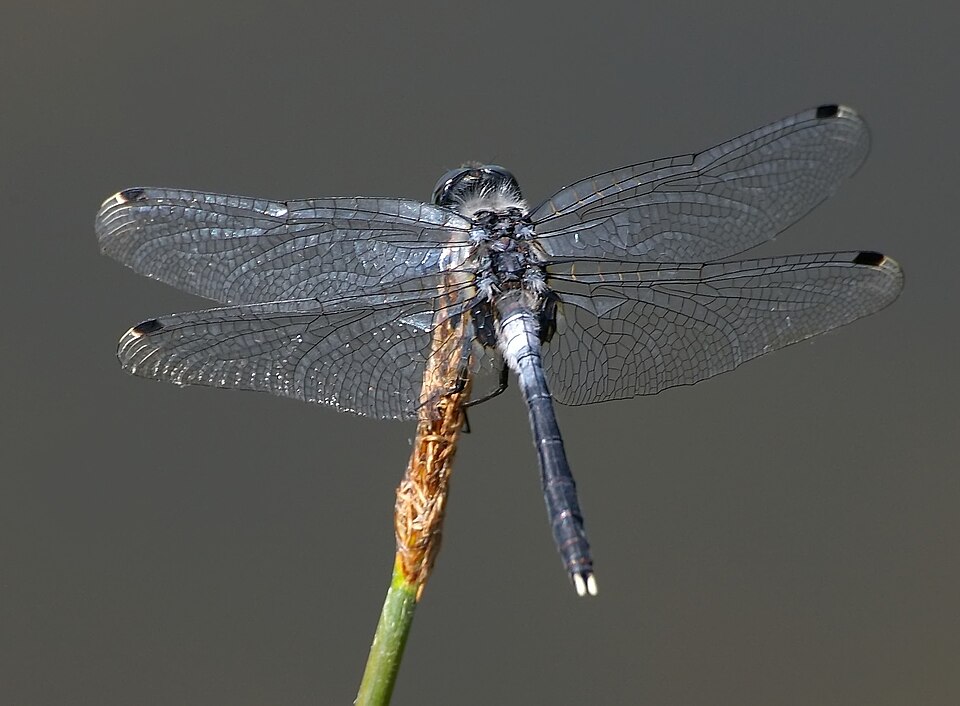 Photo of Dark whiteface