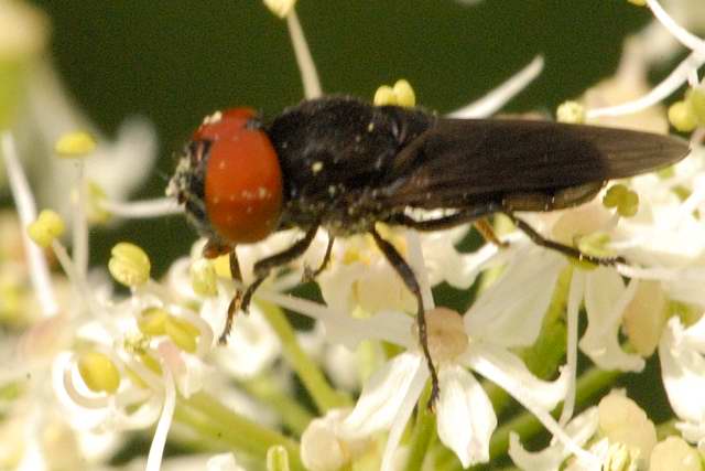 Photo of Dark-winged chrysogaster