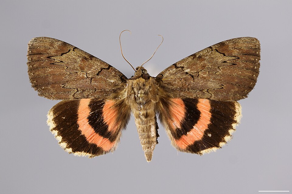 Photo of Darling underwing
