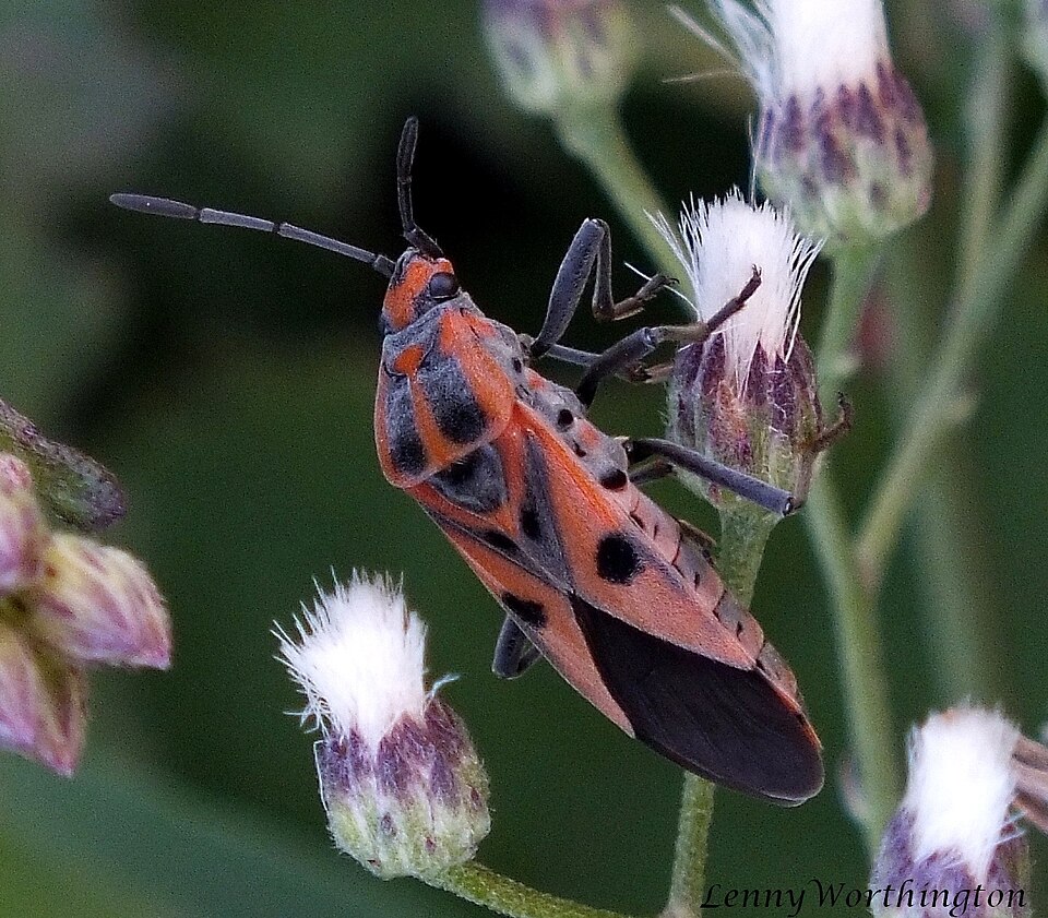 Photo of Darth Maul bug