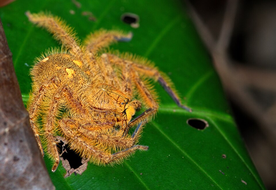 Photo of David Bowie spider
