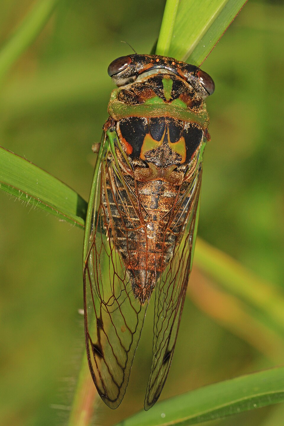 Photo of Davis's southeastern dog-day cicada