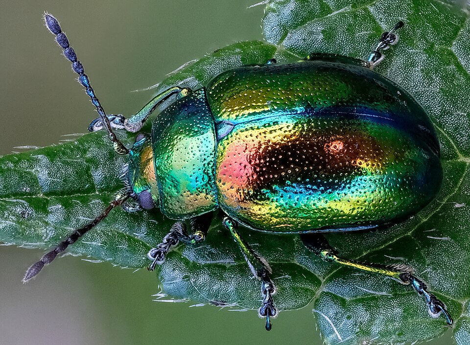 Photo of Dead-nettle leaf beetle