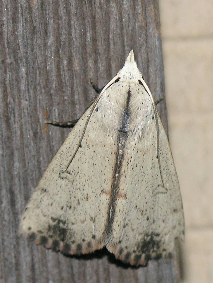 Photo of Deadwood borer moth
