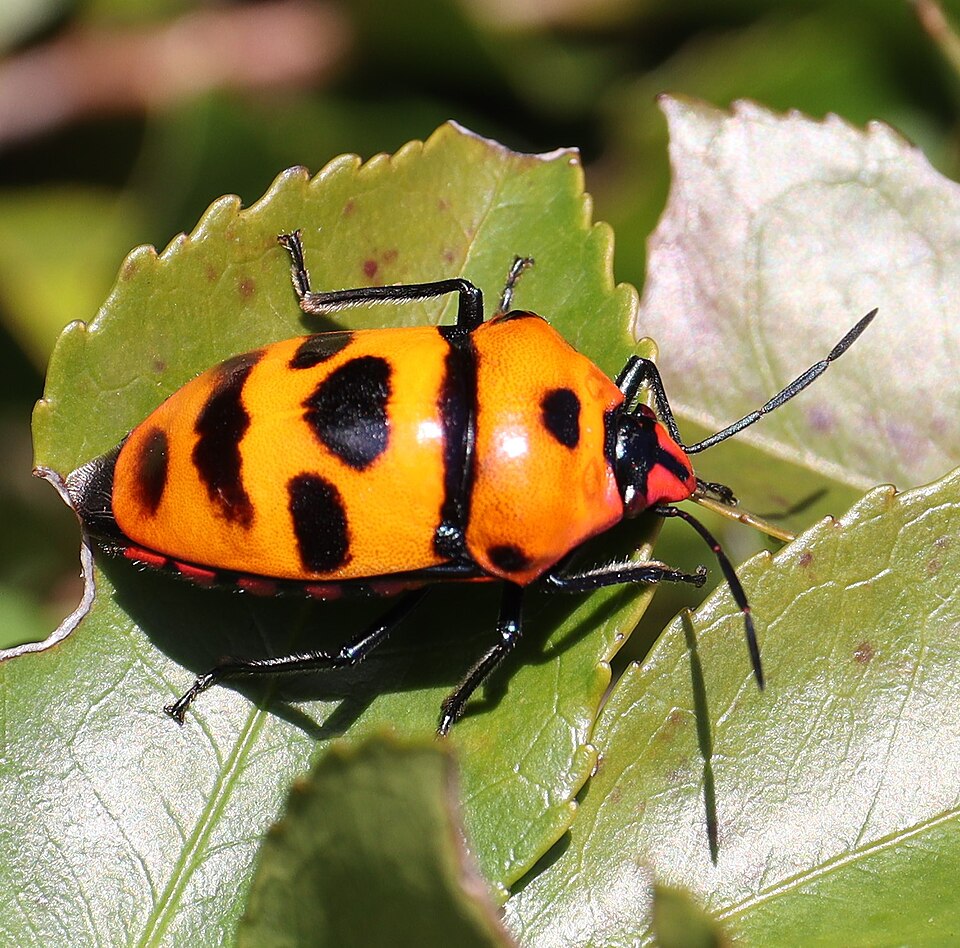 Photo of Death head bug