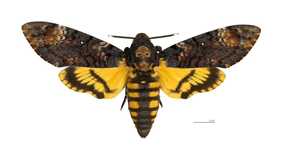 Photo of Death's-head hawk-moth