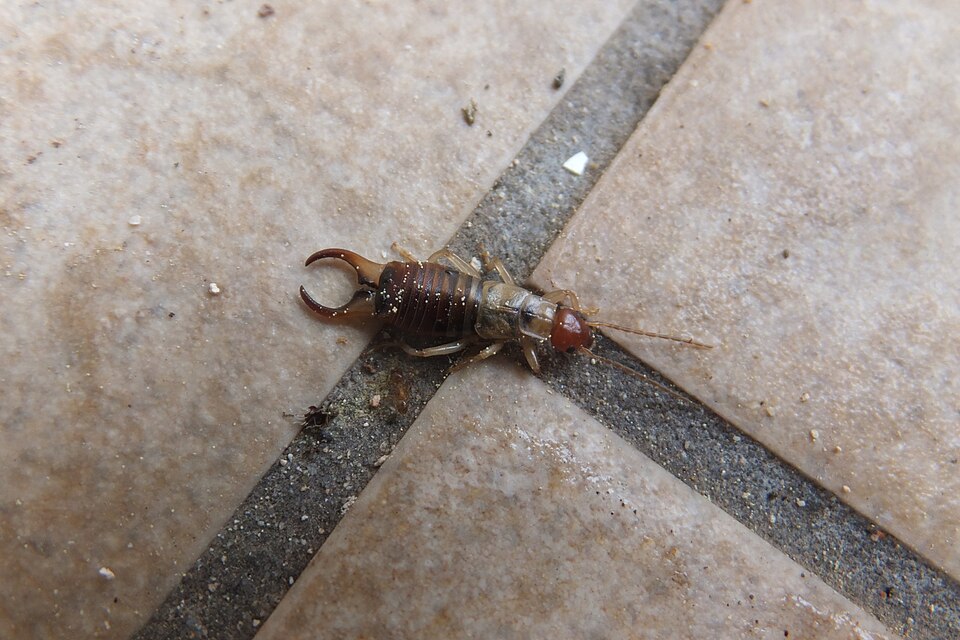 Photo of Deceiving earwig
