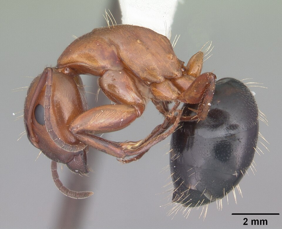 Photo of Deceptive carpenter ant