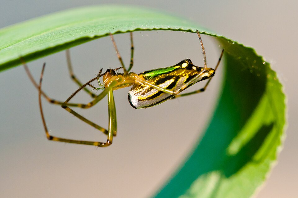 Photo of Decorative vleispider