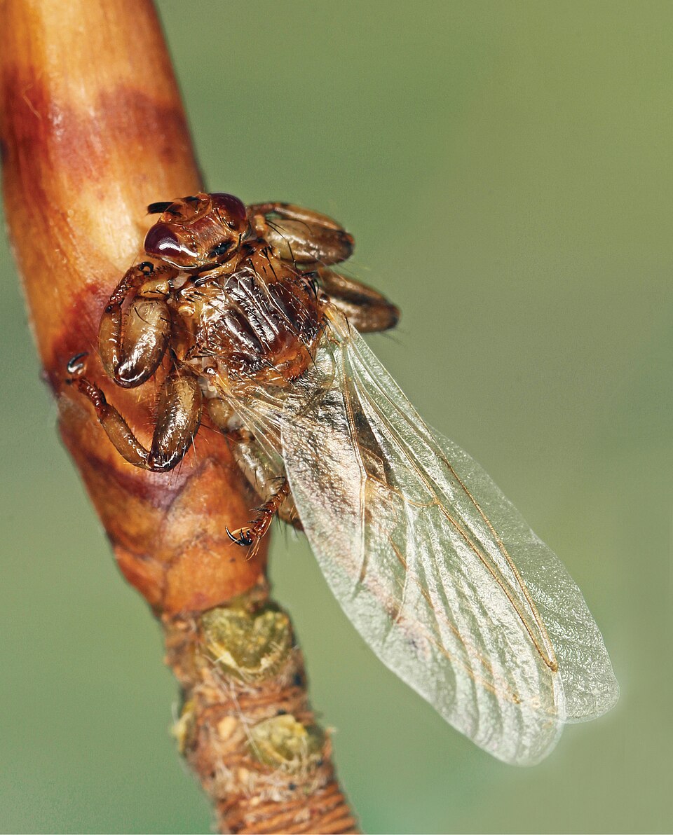 Photo of Põdrakärbes