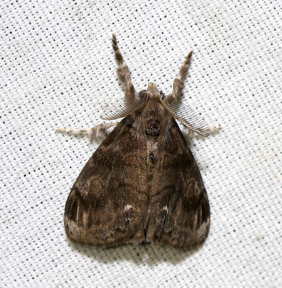 Photo of Definite tussock moth