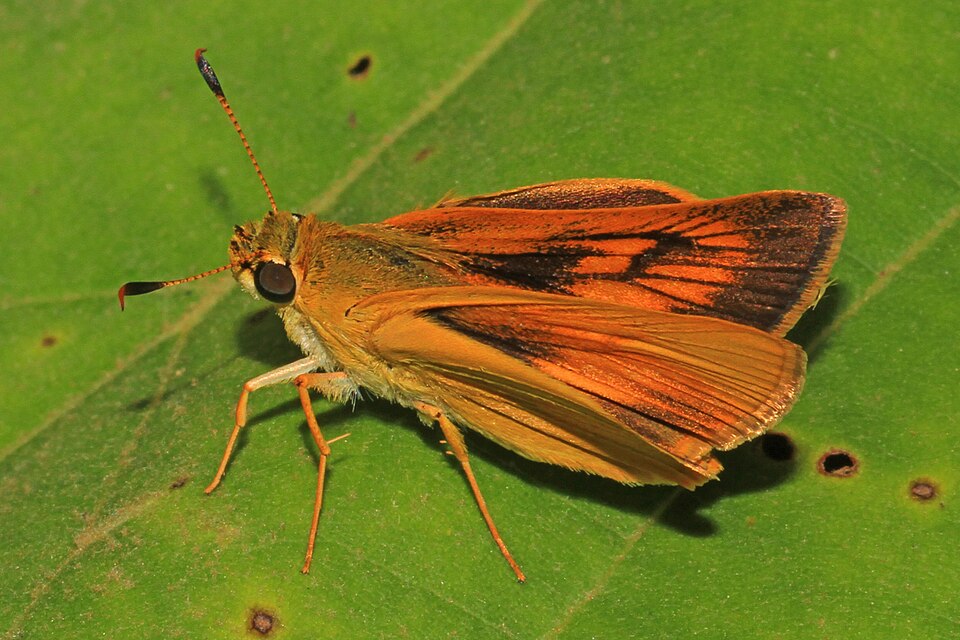 Photo of Delaware skipper