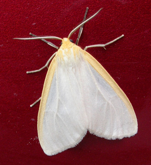 Photo of Delicate cycnia moth