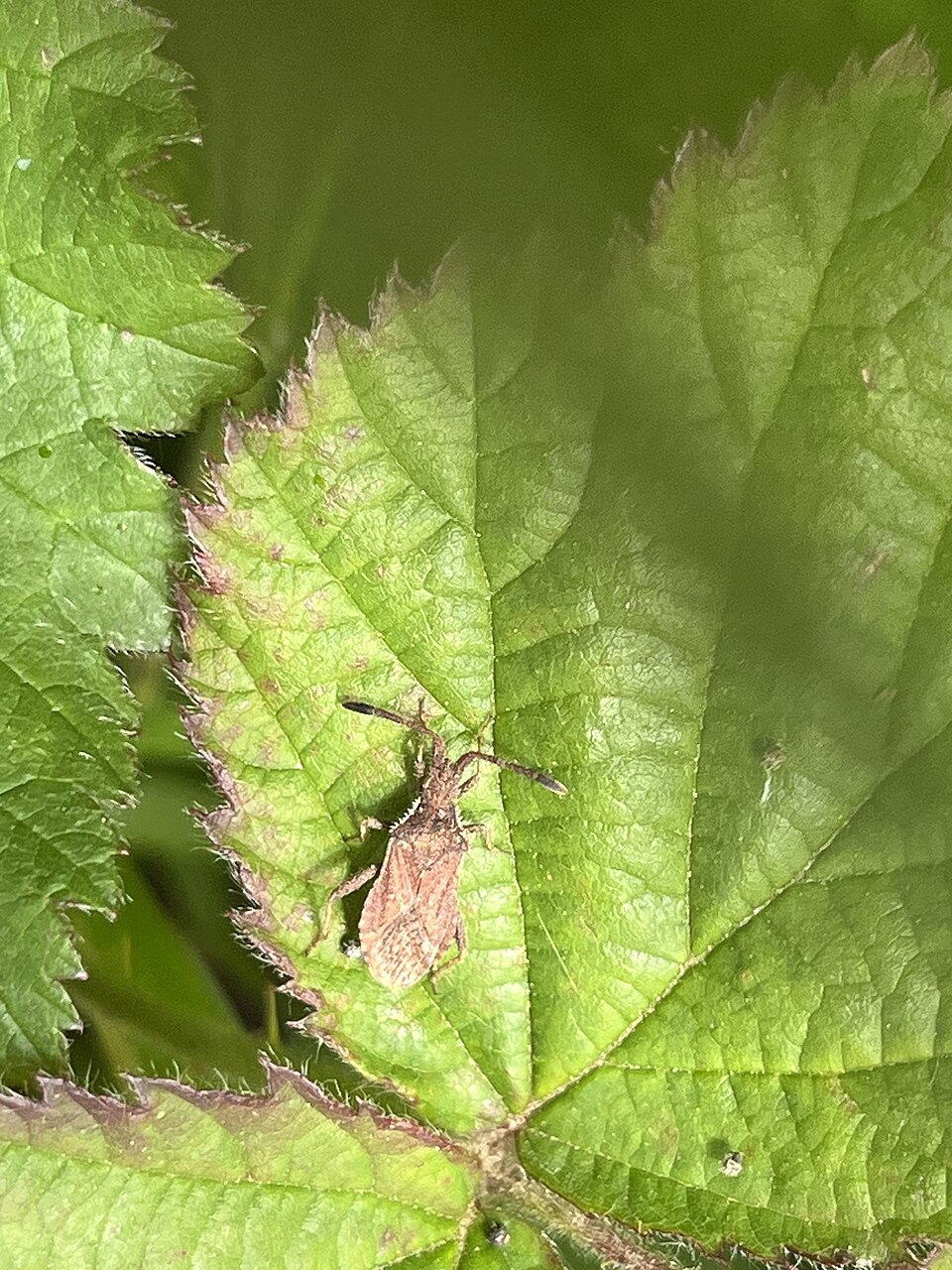 Photo of Denticulate leatherbug