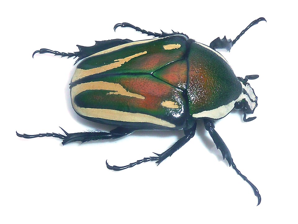 Photo of Derby's flower beetle