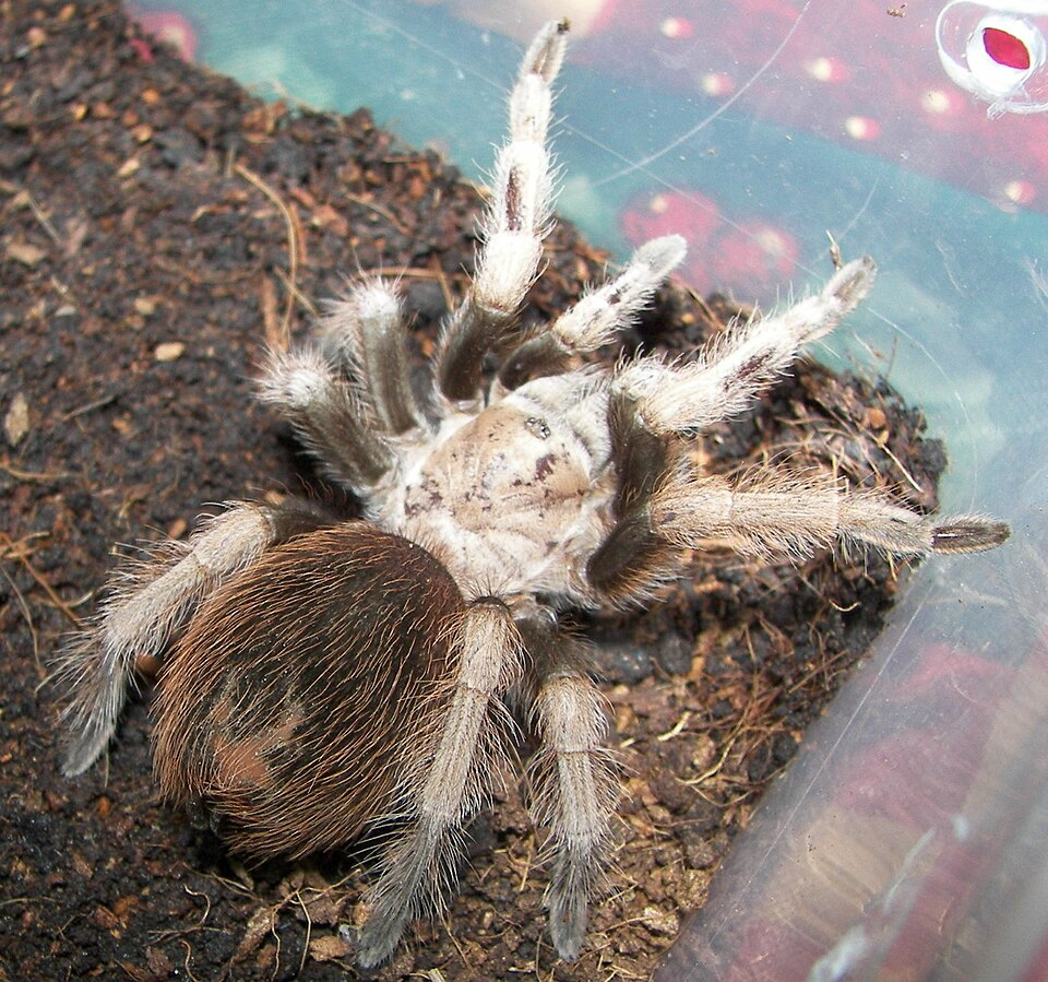 Photo of Desert blonde tarantula