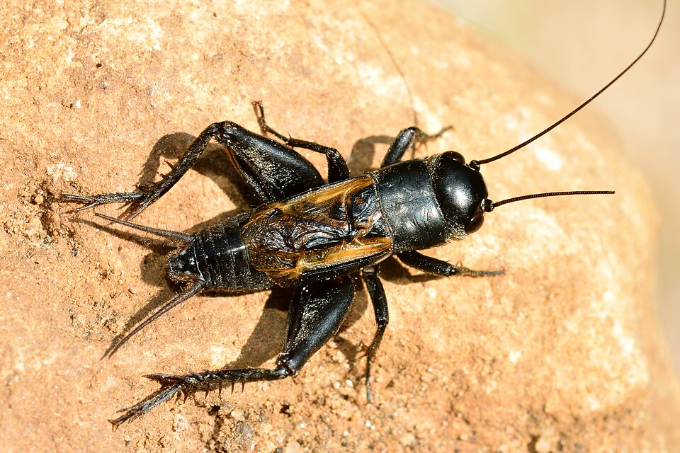 Photo of Desert cricket