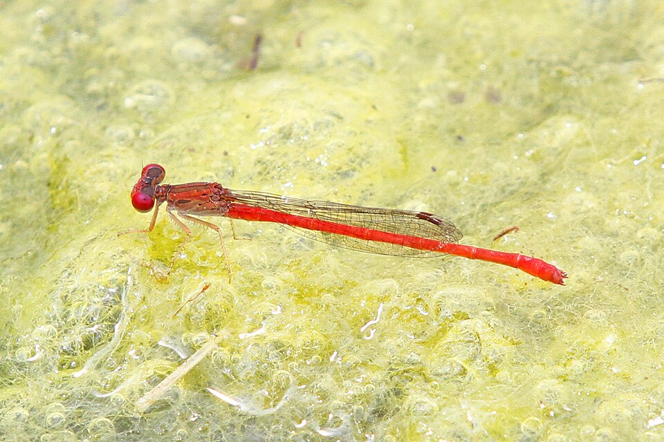 Photo of Desert firetail