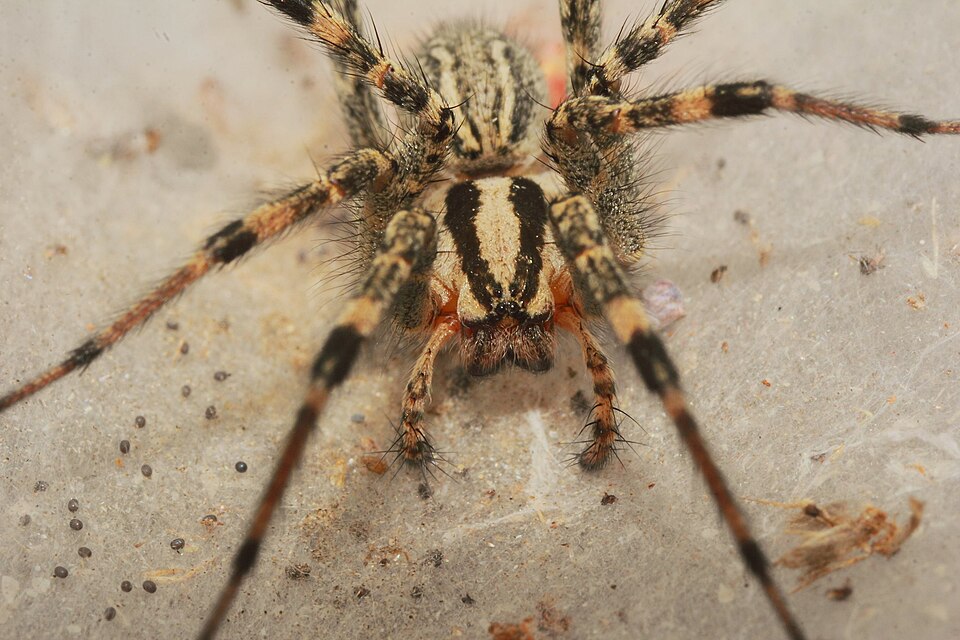 Photo of Desert grass spider