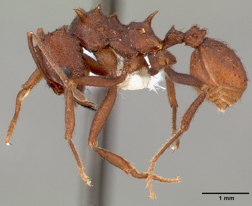 Photo of Desert leaf-cutter ant