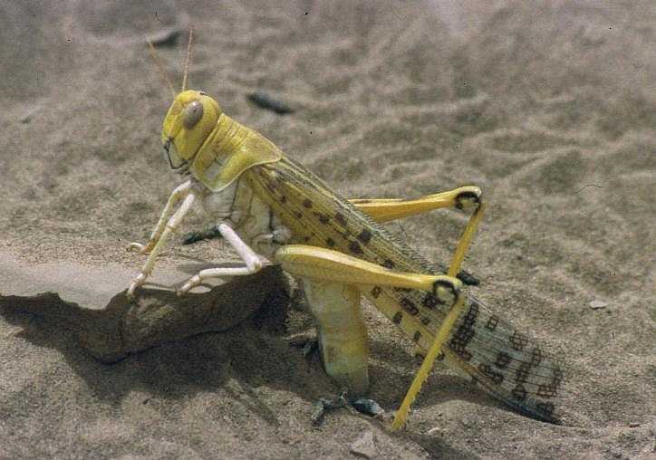 Photo of Desert locust