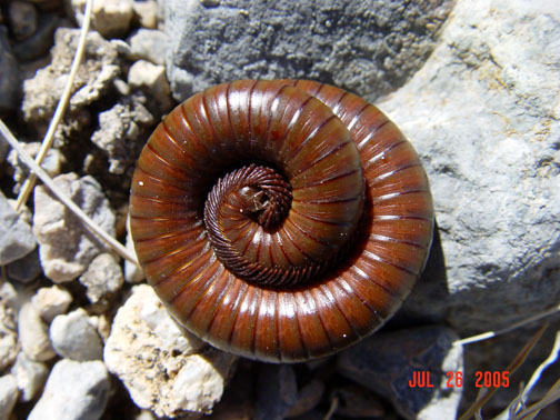 Photo of Desert millipede