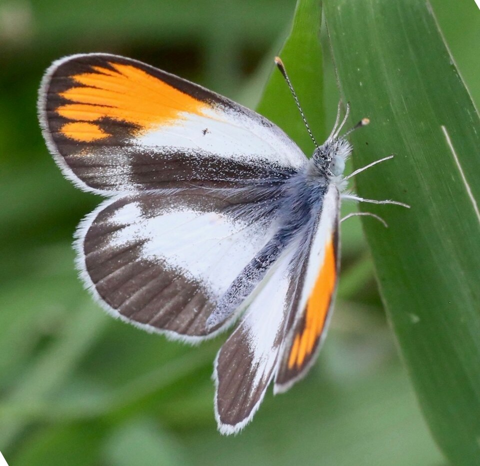 Photo of Desert orange tip
