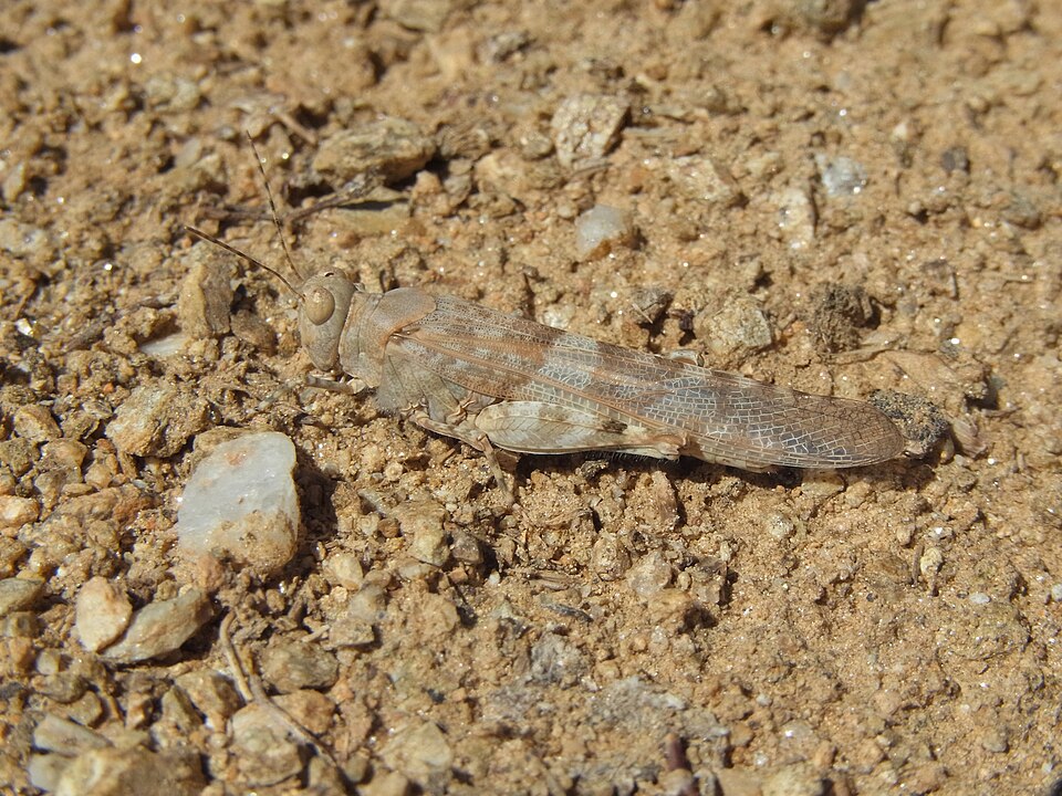 Photo of Desert sand grasshopper