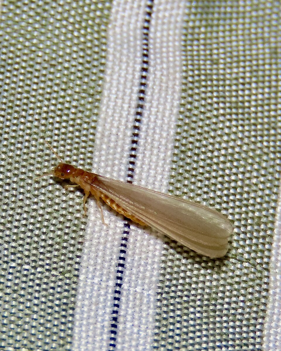 Photo of Desert subterranean termite
