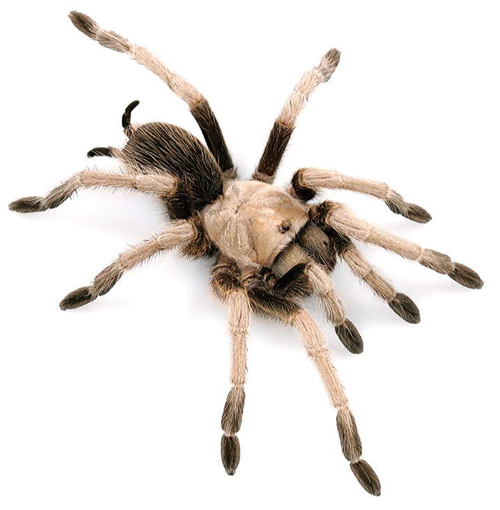 Photo of Desert tarantula