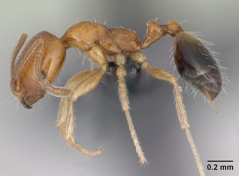 Photo of Destroyer ant