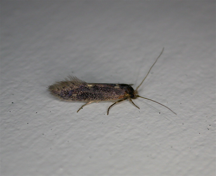 Photo of Detritus moth