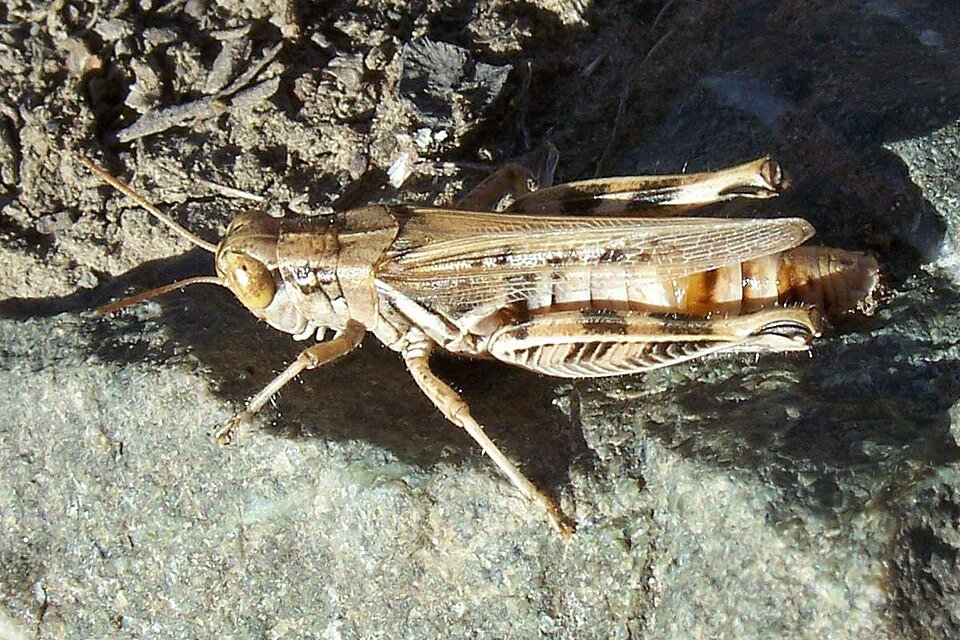 Photo of Devastating grasshopper