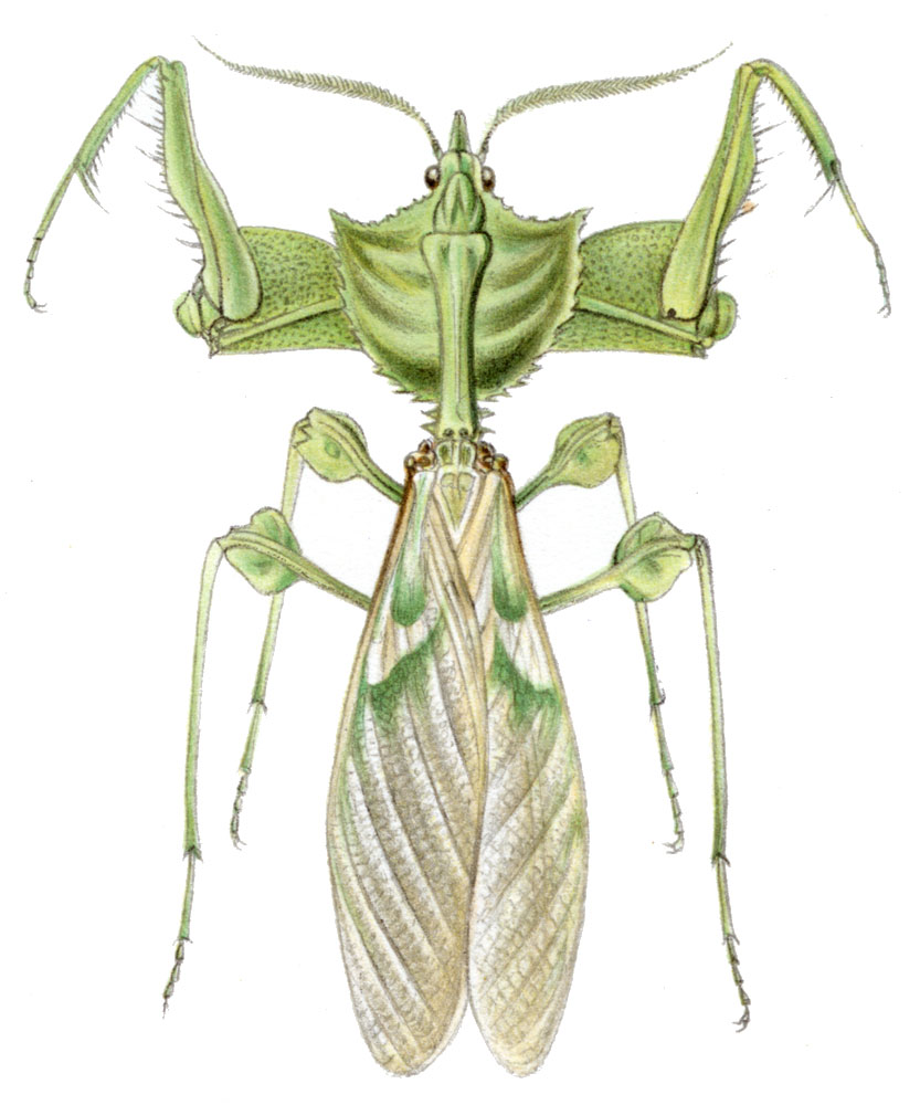 Photo of Devil's flower mantis