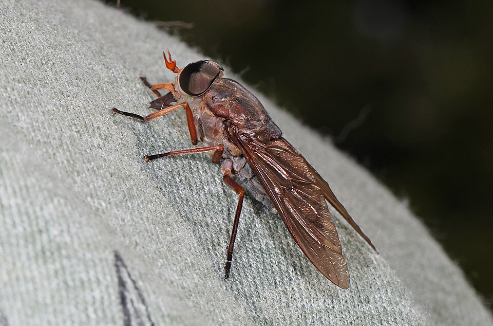 Photo of Devoted horse fly