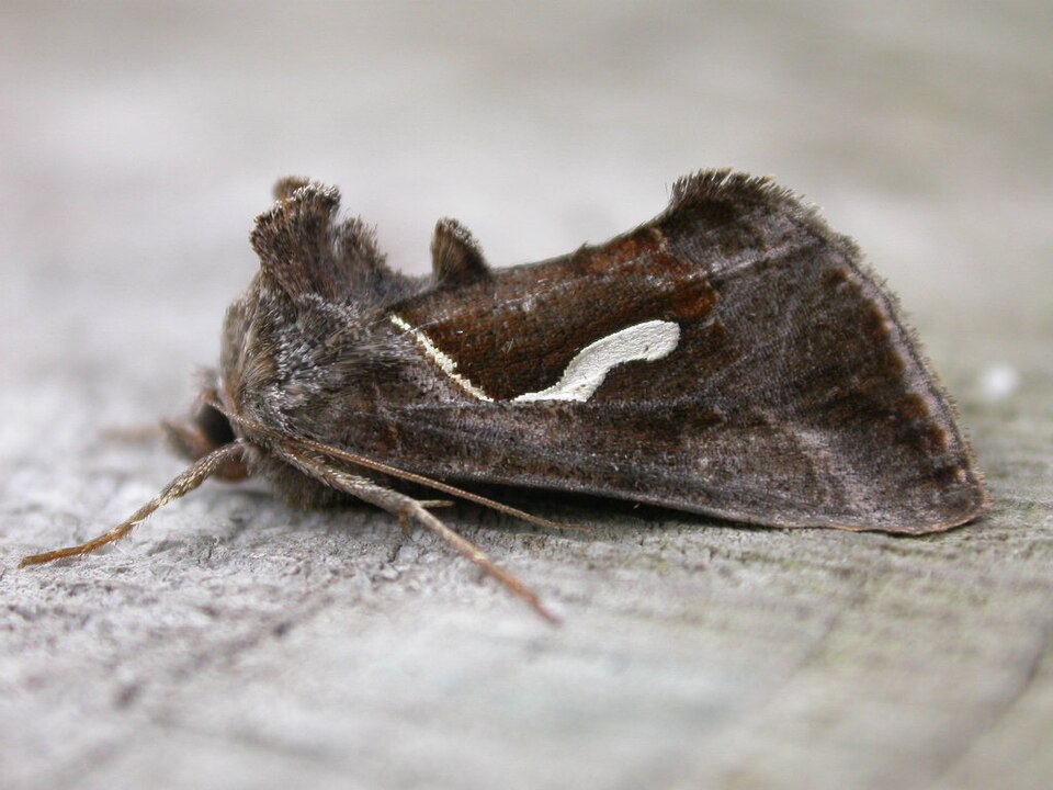 Photo of Dewick's plusia