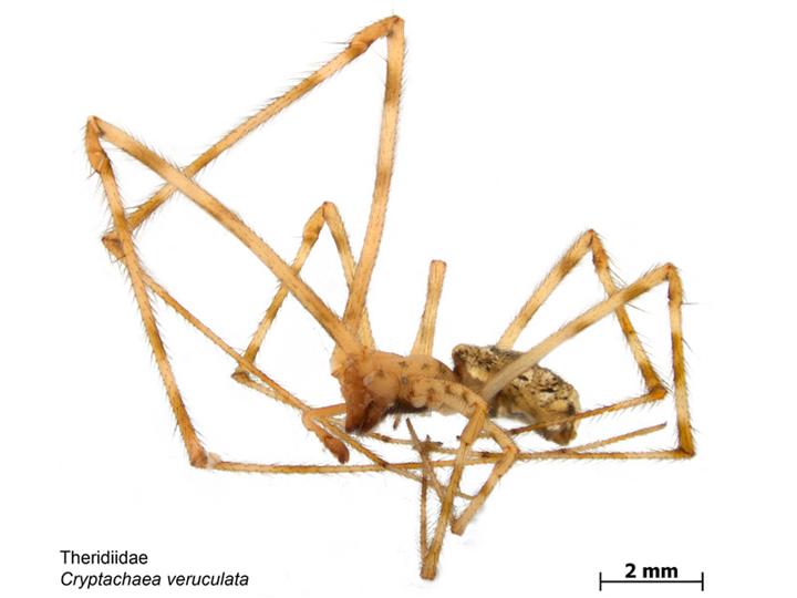 Photo of Diamond comb-footed spider