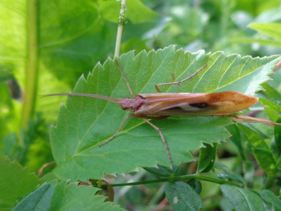 Photo of Diamond northern caddisfly