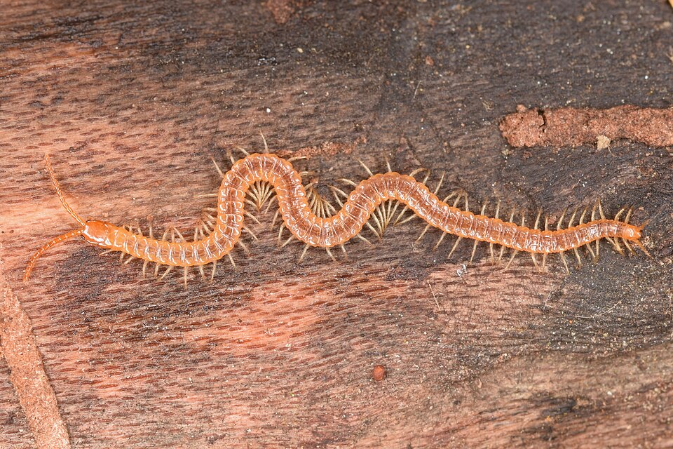 Photo of Diamondback soil centipede