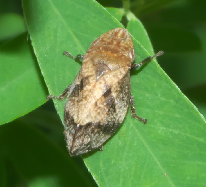 Photo of Diamondback spittlebug
