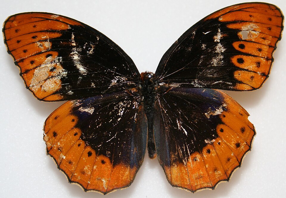 Photo of Diana fritillary