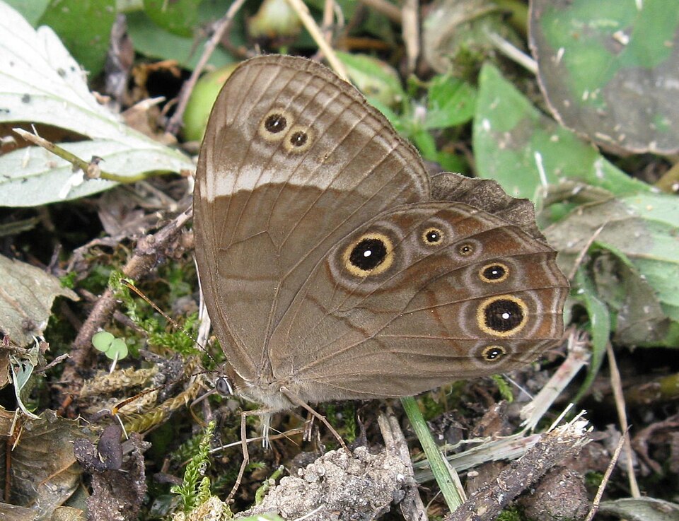 Photo of Diana treebrown