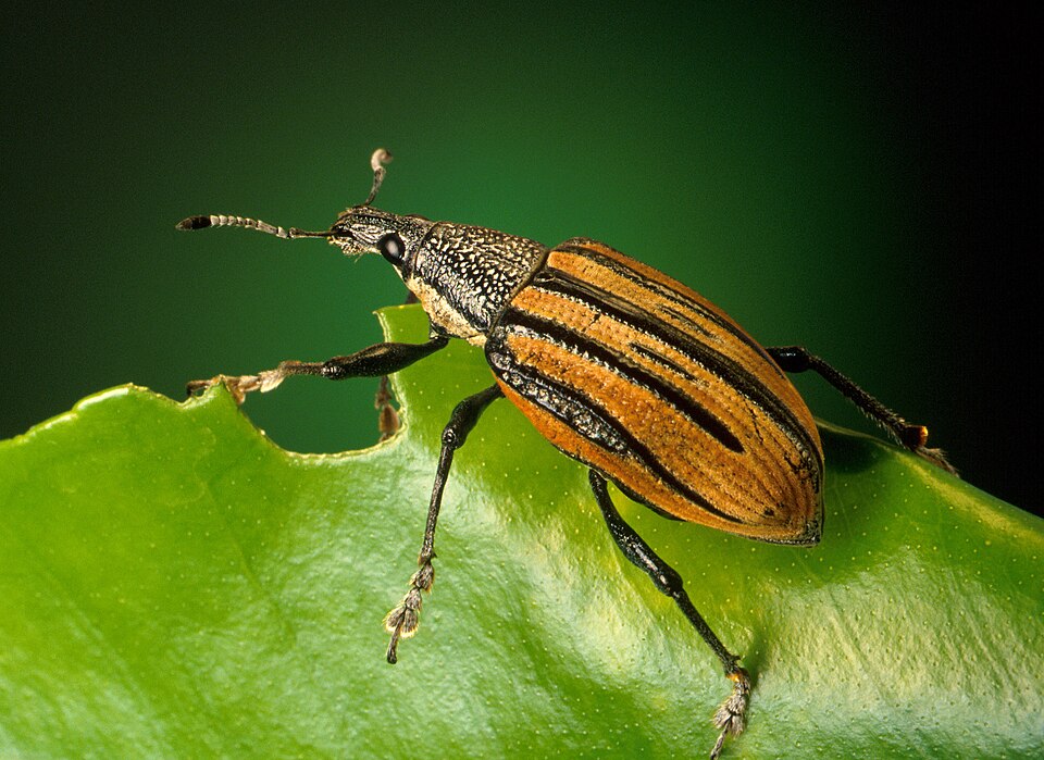 Photo of Diaprepes root weevil
