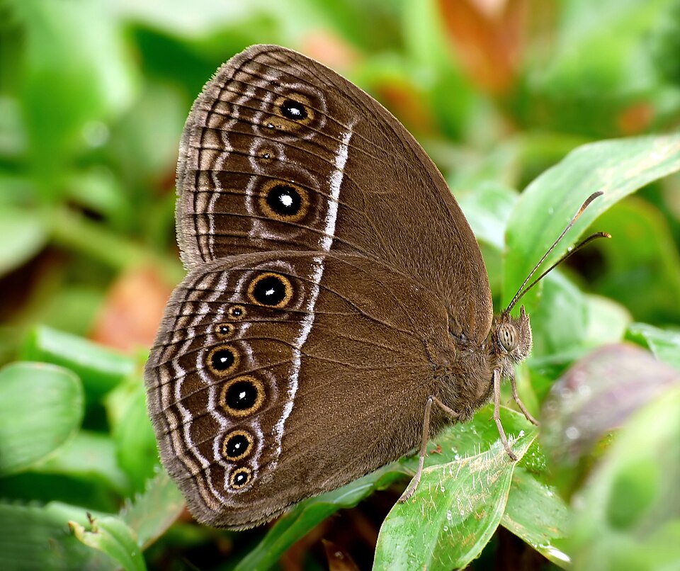 Photo of Dingy bushbrown